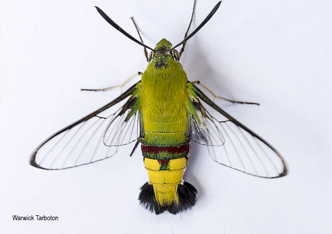 Cephonodes virescens